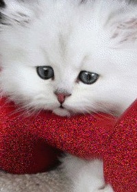 Вера Семенова