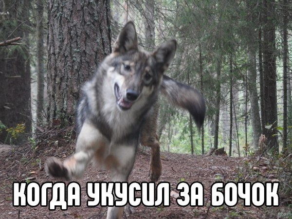 Укусить за бочок картинки