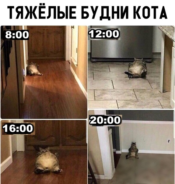 смешные картинки