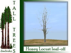 Honey Locust leaf-0ff 15m