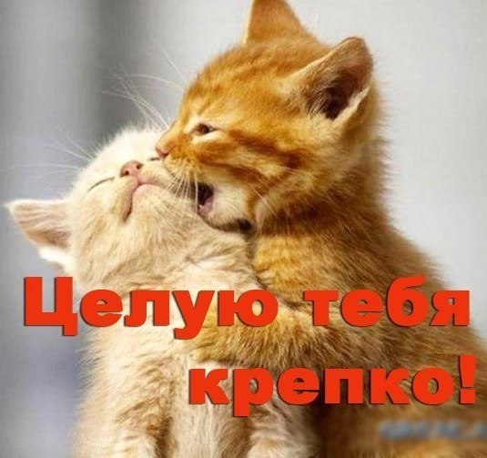 Открытки, картинки нежно тебя целую