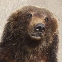 Фокс Фокс