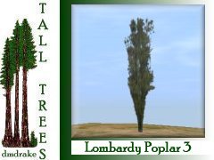 Lombardy Poplar 3 18m