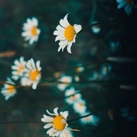 Анна Кот