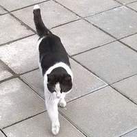 Кот Из-Бонча