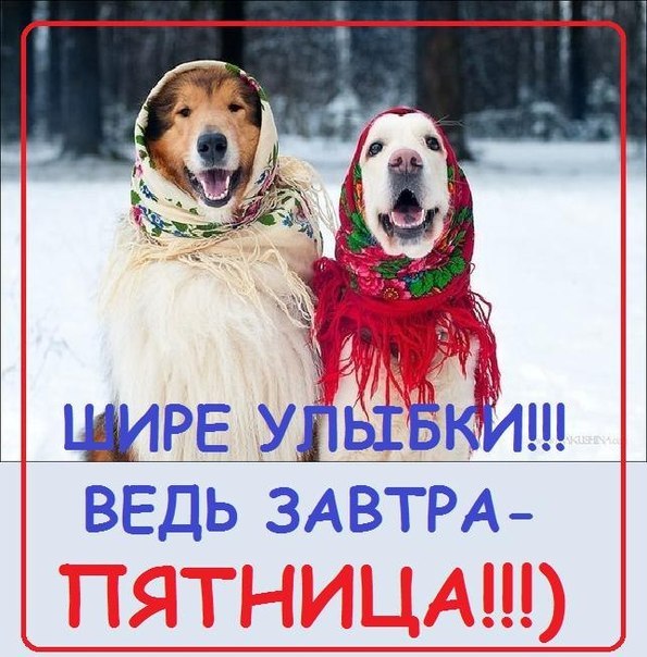 Завтра пятница открытка, собаки кошки