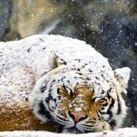 Стас Дивеев