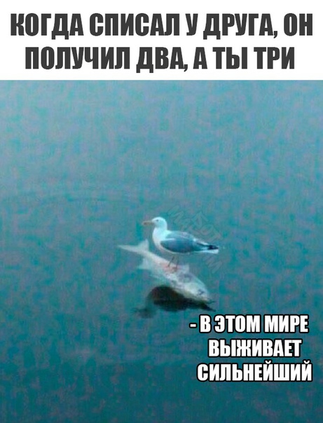 Афоризмы про выживание. Теория дарвина выживает сильнейший. Выживают самые приспособленные. Выживают сильнейшие цитаты. Выжить цитаты.