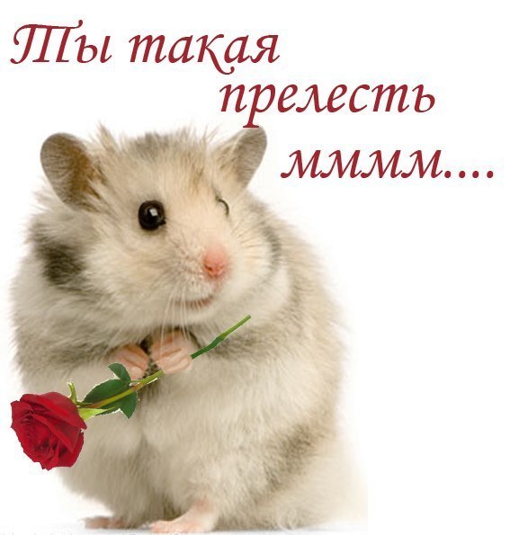 Конкурс дню, моя прелесть открытки