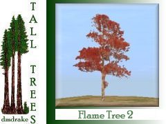 Flame Tree 2 10m