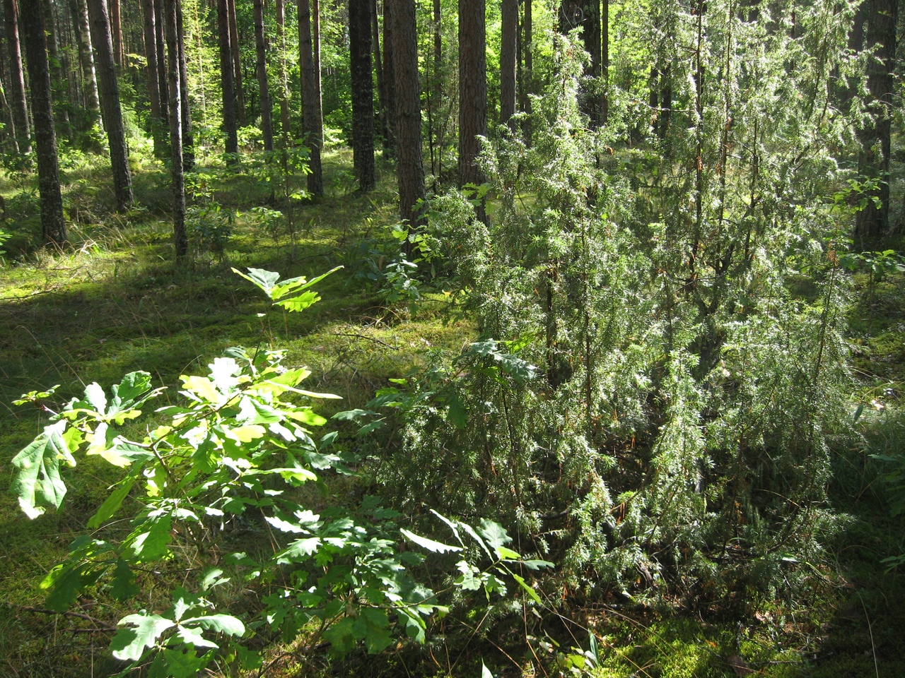 Карта шалово перечицкого заказника