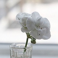Цветочек Аленький