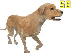 Dog golden retriever