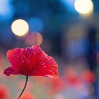 Ксения Барышева