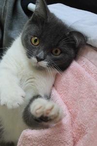 Кошка Мурка