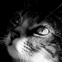 Кошка Мурка