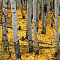 Татьяна Чайкина | 