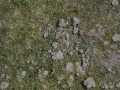 wp_texture5_grass_rock