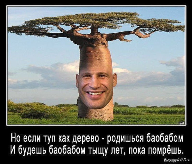 Чем занимаешься смотрю как деревья растут картинка