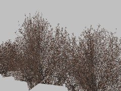 Forest Winter Bushes Spline 04