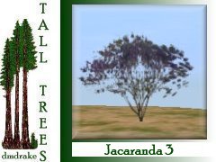 Jacaranda 3 juv