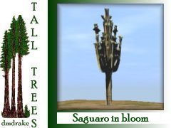 Saguaro bloom