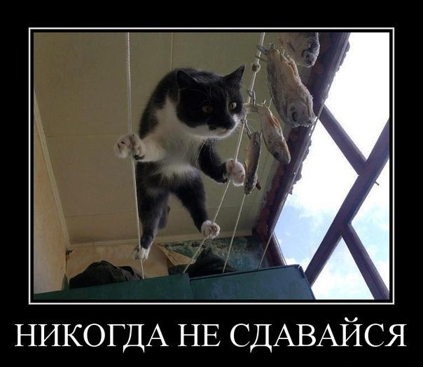 Картинки для, миссия невыполнима приколы картинки про толстушек с надписями
