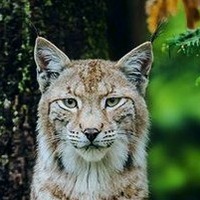 Димка Лифенко