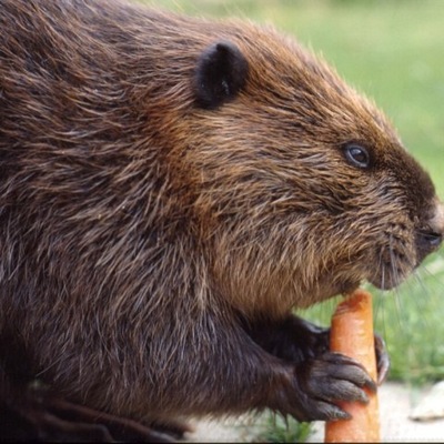 Teetotal Beaver
