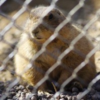 Михаил Кузнецов