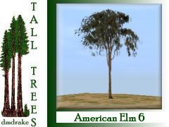 American Elm 6 10m