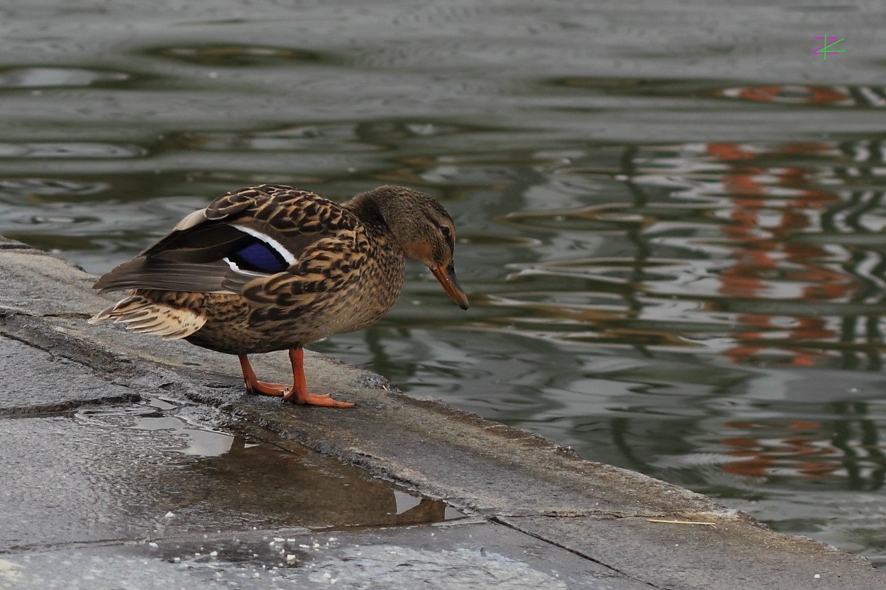 Картинка с форума