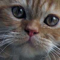 Кошечка Мяу | 