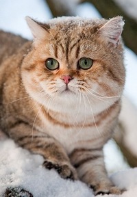 Сергей Кириленко